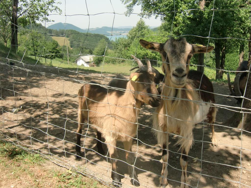 Ferienwohnungen Jodlbauerhof Weyregg am Attersee Dış mekan fotoğraf